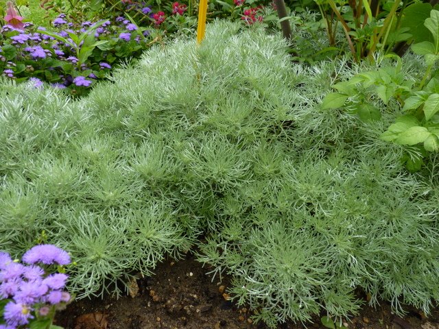 Artemisia schmidtiana 'Nana'